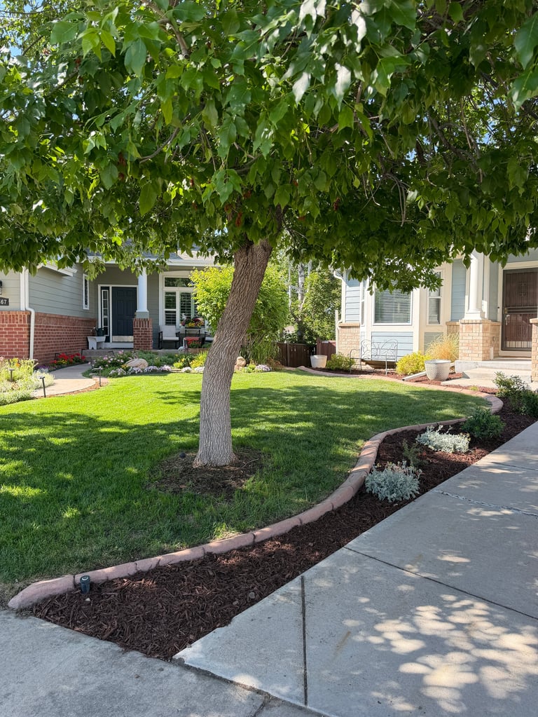 Leafy mature tree with dense green canopy in suburban front yard with manicured lawn and mulched flower beds